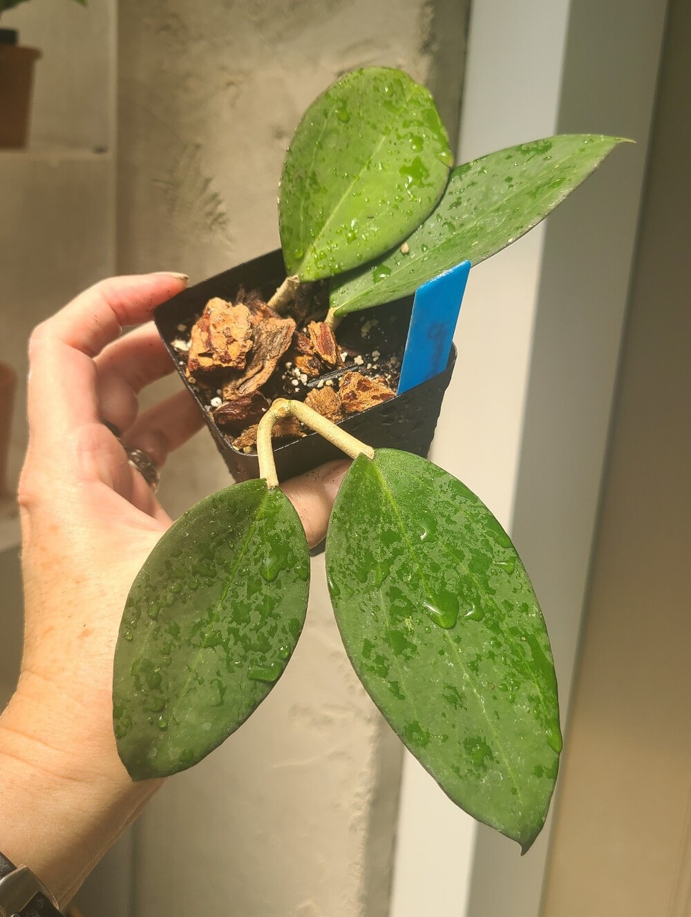 Hoya Parisitica